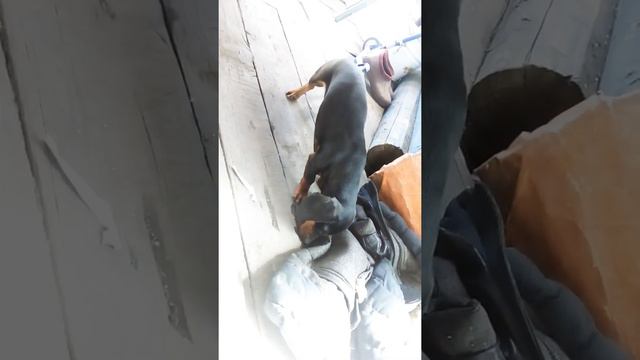 Такса и деревянный пол. смотреть онлайн