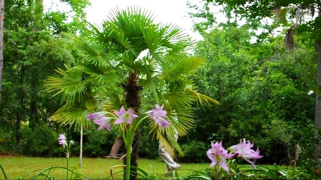 *Crinum Lily X 'Cecil Houdyshel'+Pink Classic Crinum Flower Bulbs+ смотреть онлайн