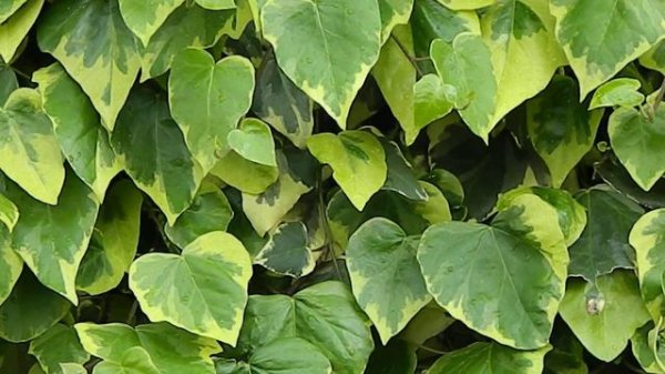 Hedera colchica Sulphur Heart