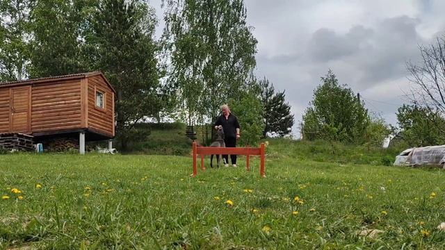 Заставить собаку думать. смотреть онлайн