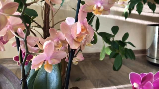 Милашки 🌺🌸🌺 смотреть онлайн