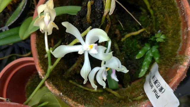 Phalaenopsis fimbriata смотреть онлайн