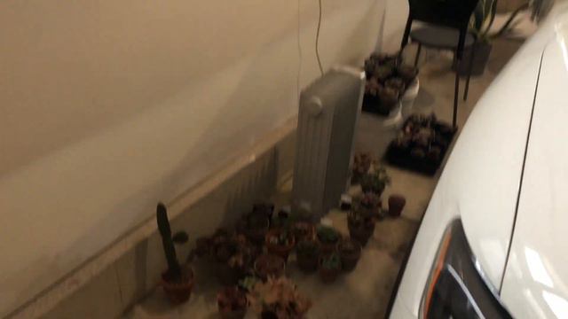 Succulent Freezing in the Garage, What to do When Your Succulents Have Started Freezing смотреть онлайн