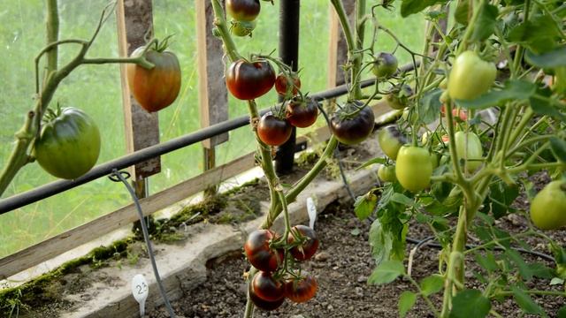 Томат Синий OSU (OSU Blue)