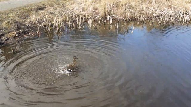 КОРМИМ УТОК ОВСЯНКОЙ ! ? FEED THE DUCKS WITH OATMEAL. смотреть онлайн