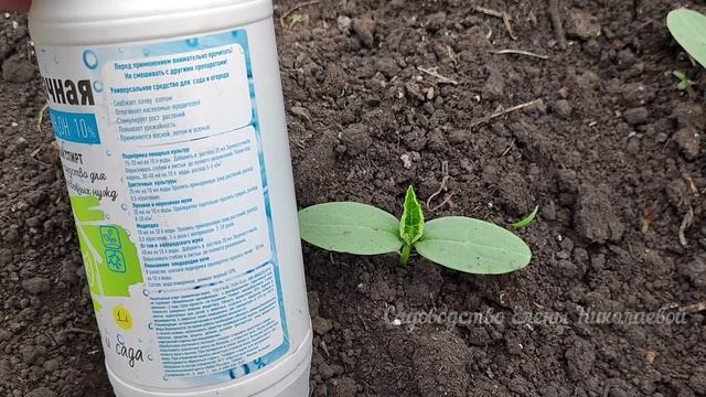 нашатырный спирт для огурцов.mp4 смотреть онлайн