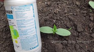 нашатырный спирт для огурцов.mp4