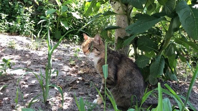 Крыса VS Кошка. Нашла ежа/Реакция крыс на кота, собаку, траву... смотреть онлайн