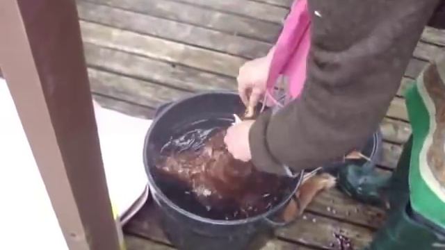 respectful chicken harvest part 1 of 2 kill and pluck - alexia allen and paul wheaton смотреть онлайн