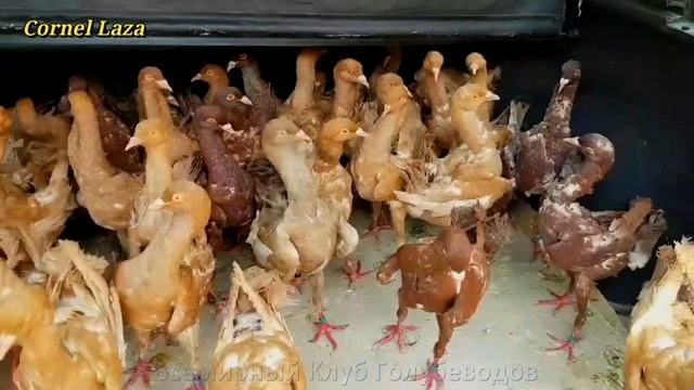 ПРИВЕЗ НОВУЮ ПАРОДУ ГОЛУБЕИ смотреть онлайн