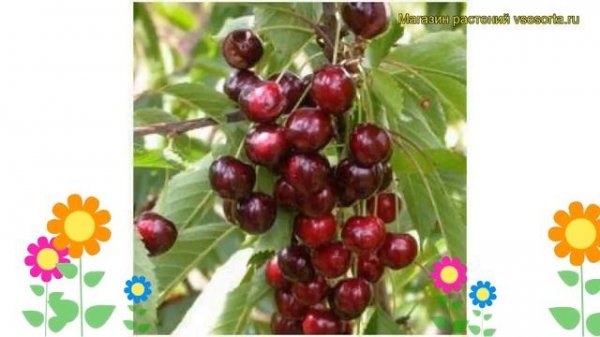 Черешня Аделина. Краткий обзор, описание характеристик, где купить саженцы prunus avium Adelina