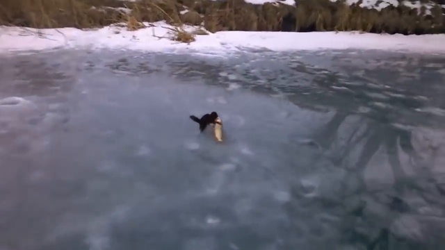 Норка и щука - зимняя рыбалка смотреть онлайн