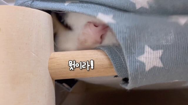 ENG)배부르고 맛있게 해먹는 요리 Vlogㅣ아침에 먹을 반찬 만들기ㅣ스테이크 덮밥, 김치 낫또덮밥, 뚝배기 김치우동, 스팸 감자볶음, 잡채, 어묵볶음, 숙성회 먹방 смотреть онлайн