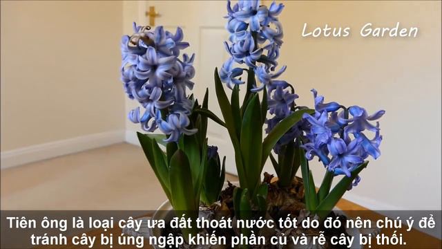 Hướng dẫn cách trồng và chăm sóc hoa tiên ông | Lotus Garden смотреть онлайн
