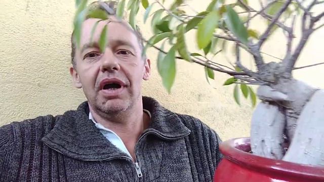 Le ficus ginseng. смотреть онлайн