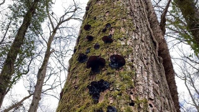 Exidia glandulosa - IV, March 2020 смотреть онлайн