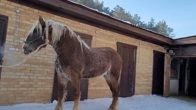 Продажа жеребца 4 года цена 500.000 рублей.ватцап +79521415242 смотреть онлайн