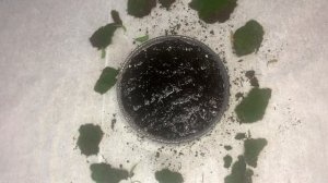 Выращиваем мох дома .Посадка мха в плошку.