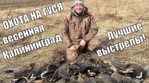 Охота на гуся весной! Калининград, лучшие выстрелы с ShotKam