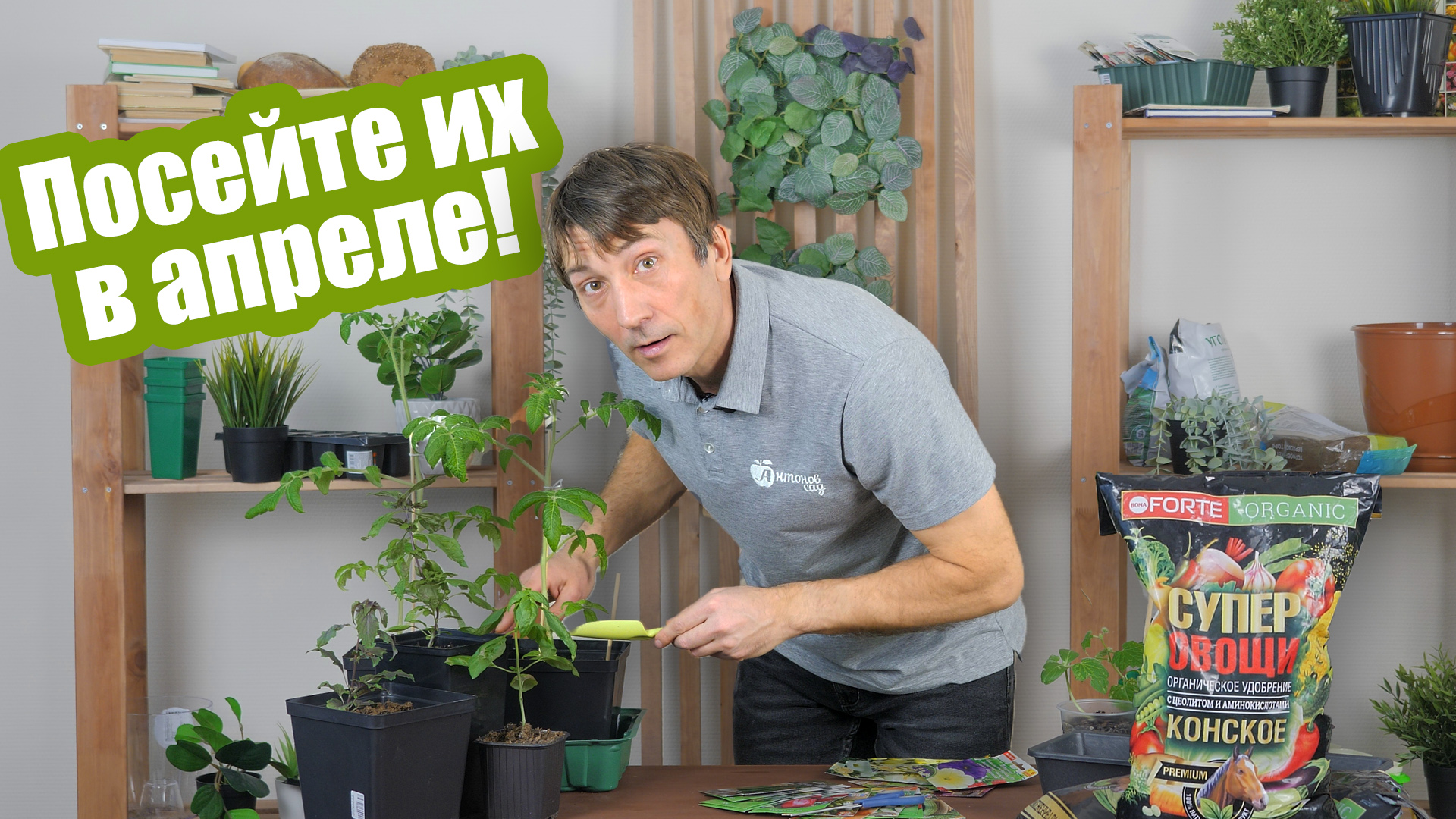 Что посеять в апреле на рассаду, в открытый грунт и теплицу смотреть онлайн