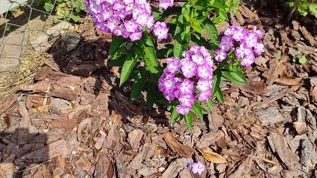 Флокс Фрекл Блю Шейдс (Freckle Blue Shades). Первое впечатление смотреть онлайн