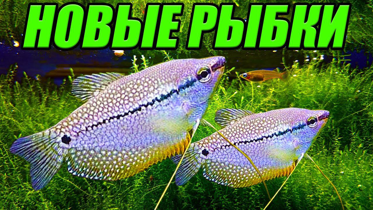 Новинки с птичьего рынка Садовод [Новые рыбки и растения] смотреть онлайн