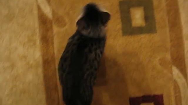 Глупый кот смотреть онлайн