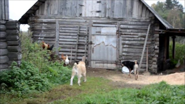 алабай в новом доме - реакция на домашнюю птицу смотреть онлайн