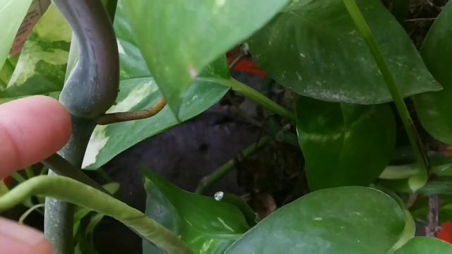 Syngonium / Arrow 🏹 Head Vine 👉 Growing And Caring Method // Summer Evergreen Shade Loving Plants