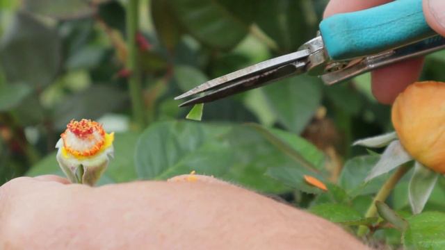 Breed Your Own Rose: Hybridize in 4 Steps смотреть онлайн