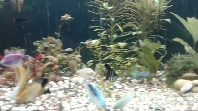 Мхи из леса в аквариум смотреть онлайн