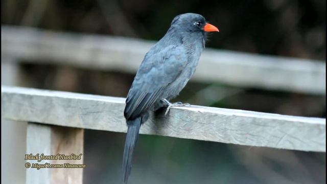 Black-fronted Nunbird - Manu Wildlife Center, Peru. смотреть онлайн