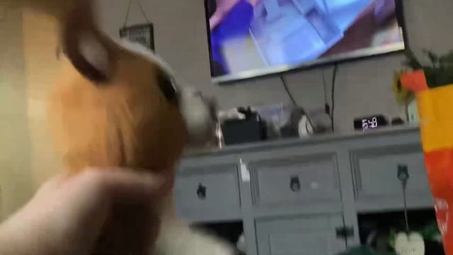 Hugo’s react to bowser jr s Nintendo switch смотреть онлайн
