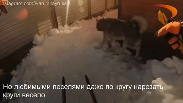 Алтайский спортсмен на самоизоляции создал лыжную трассу у себя во дворе смотреть онлайн