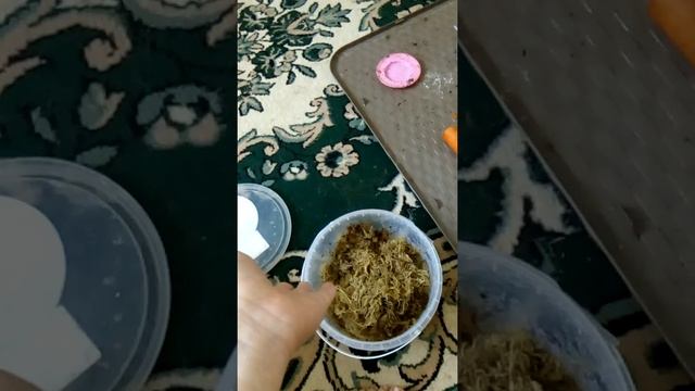 Инкубация яиц улитки ахатины смотреть онлайн