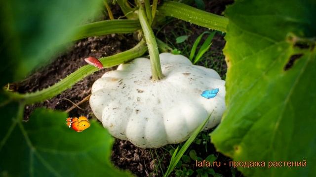 Патиссон белый Белый 13 (belyy 13) ? патиссон Белый 13 обзор: как сажать семена патиссона Белый 13 смотреть онлайн