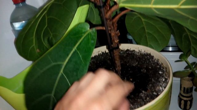 Фикус лировидный Ficus lyrata черенкование Размножение смотреть онлайн