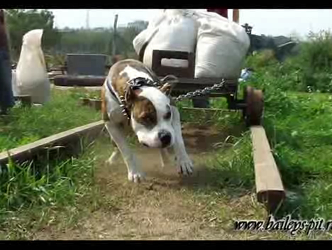 Вейтпуллинг