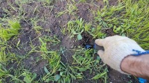 Ремонт газона: подсеиваем газон