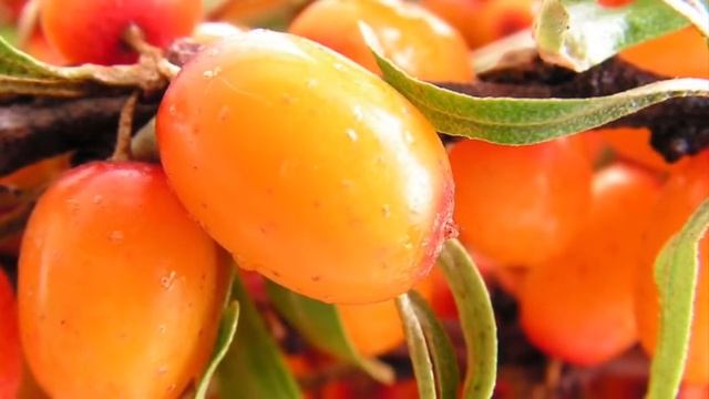 ОБЛЕПИХА / Полезные свойства ОБЛЕПИХИ ! / SEA BUCKTHORN смотреть онлайн