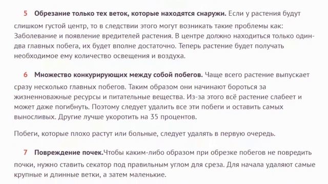 Азалия Как правильно обрезать азалию смотреть онлайн