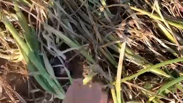 Фиолетовый лук Ред Флинт F1 (INDERO SEMENTI) смотреть онлайн