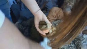 Обрезка копыт овец