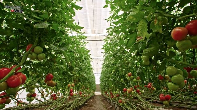 ТОМАТЫ ВМИГ ЗАПЛОДОНОСЯТ, ФИТОФТОРА ИСЧЕЗНЕТ НАВСЕГДА ПОДКОРМИТЕ В ИЮНЕ-ИЮЛЕ смотреть онлайн