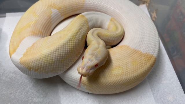 WHAT MAKES a GREAT ALBINO BALL PYTHON! 12-6-21 смотреть онлайн