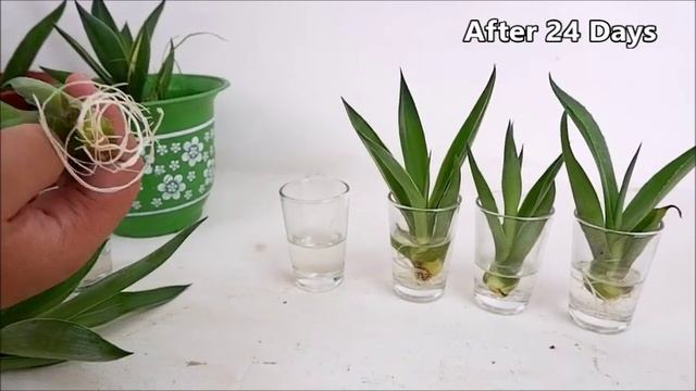 Agave Attenuata (Foxtail Agave) Propagation from Baby Cuttings in Soil and Water смотреть онлайн