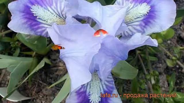 Ирис карликовый Тинкер Белл (iris pumila tinker bell) ? обзор: как сажать, саженцы ириса Тинкер Бел смотреть онлайн