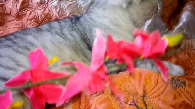 Шотландский кот- ЖЕШ! смотреть онлайн