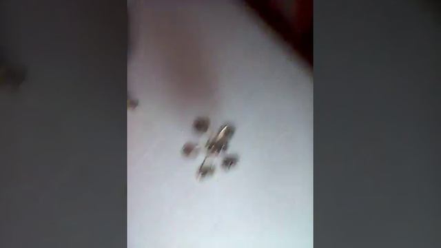 Розы и фотки. смотреть онлайн