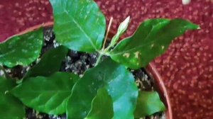 Жасмин Самбак. Выращивание. Черенки в Воде и Земле. Нагляная разница